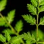 Mustard Leaf Extracts Wage Chemical Warfare on Invasive Green Amaranth Weed 