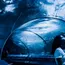 Rs 50 Crore Tunnel Aquarium Project Approved for Nehru Zoo