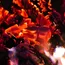 Coal Ministry Intensifies Push for Coal and Lignite Gasification 