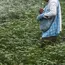 Weak monsoon, weaker rupee weigh on agrochemical demand, July exports provide support: Report 