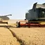 Australian wheat prices hit multi-month highs amid diesel, fertilizer supply squeeze