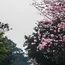 Mumbai Eastern Express Highway Blossoms With Pink Canopy