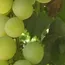 ADAMA Introduces Rexaro Fungicide for Specialty Crops in India 
