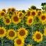 Telangana to procure sunflower via Markfed as prices drop below MSP