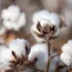 Cotton Gains On Short Covering After Prices Dropped Amid Prospects Of Better Crop.