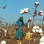 Punjab’s cotton production surges despite dip in area