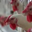 Chicken Price Skyrockets In Hyderabad, Touches Rs.300 Per Kg From Rs.125 Within a Week