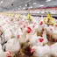 Massive Bird Flu Outbreak Hits Jharkhand, Ranchi On Alert, Chicken Sale Banned | Top Developments