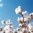 ICE cotton resilient amid market uncertainties; eyes on key reports