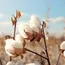 ICE cotton dips further, poor sales drag prices down
