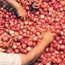 Onion prices move up in Delhi, Maharashtra after govt lifts export ban