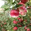 Strategic irrigation and fertilizer use key to boosting apple’s yield — research