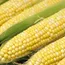Soy, corn futures rally on bargain buying, geopolitical tensions