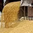 Ukraine 2024 spring grain sowing reaches 2.55 mln hectares