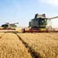 Wheat slips from four-month high on forecasts of rain in Russia