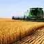 Wheat pauses after this week’s weather-fuelled surge