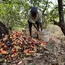 Cashew Farmers Association demands to clear the unpaid dues and increase in MSP for cashew farmers