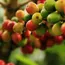 Arabica Coffee Closes Lower as Global Supplies Rebound