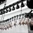 Japan halts poultry imports from Brazil's Mato Grosso do Sul state