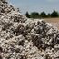 Cotton Dropped on Profit Booking Amid Demand Concerns from the Top Buyer China