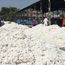 Farmers unable to strike ‘white gold’ due to decreased area under cotton in Punjab