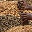 Groundnut prices increase 20% as rains delay new crop