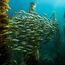 Kelp forests vastly undervalued resource in fisheries production, study finds