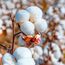 Cotton dropped on profit booking amid demand concerns from the top buyer China.