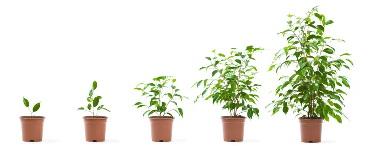 Things Growing SMEs Need to Keep in Mind