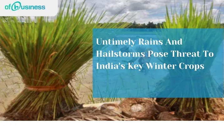 Untimely Rains And Hailstorms Pose Threat To India's Key Winter Crops