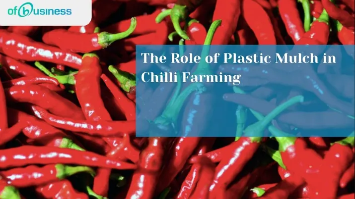 The Role of Plastic Mulch in Chilli Farming