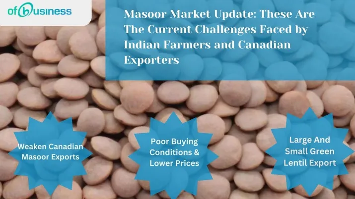 Masoor Market Update: These Are The Current Challenges Faced by Indian Farmers and Canadian Exporters