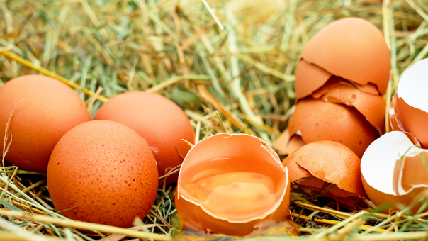 Why Are Egg Prices Rising In India?