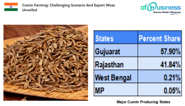 Cumin Farming: Challenging Scenario And Export Woes Unveiled