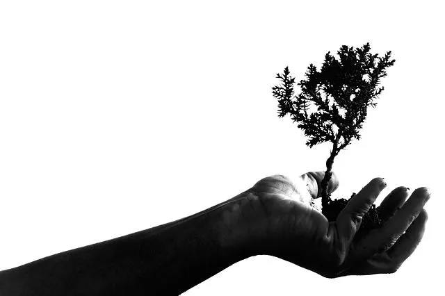 Rooted in reality, winged in dreams!