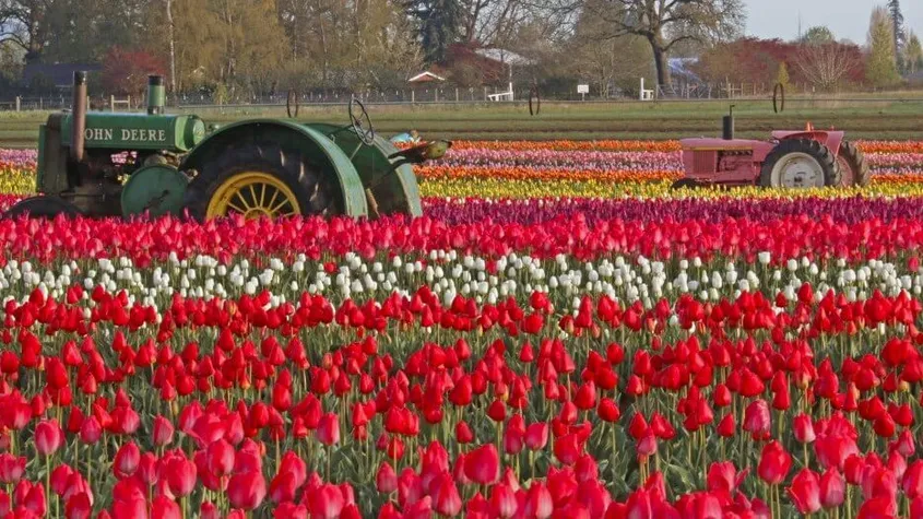 Being a tulip farmer