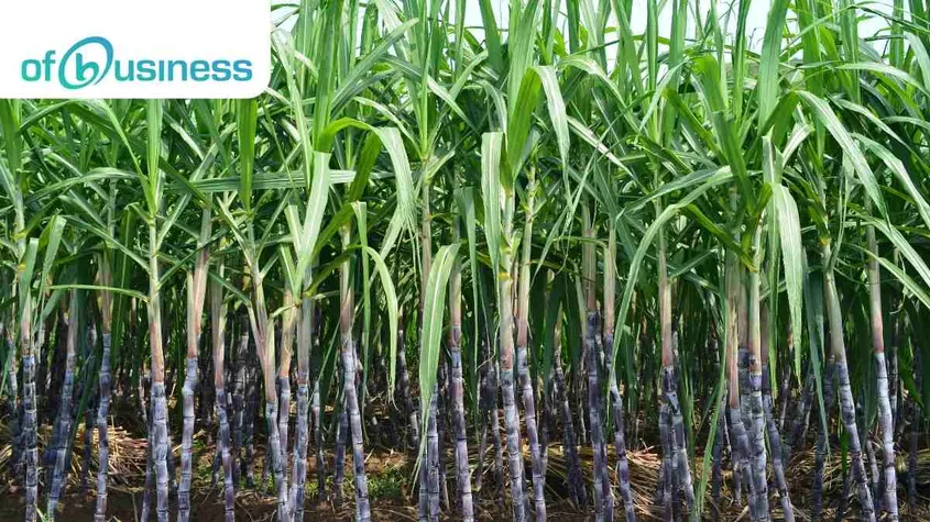 Here’s How Sugar Is Manufactured In India