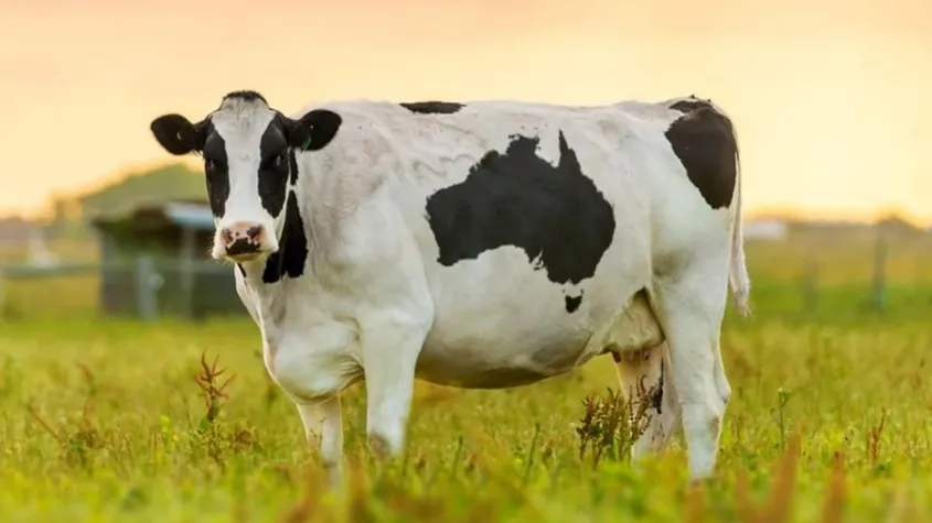 Is Rashtriya Gokul Mission Good For Indigenous Cow Breeds’ Conservation and Development?